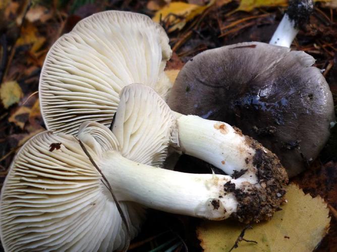 Tricholome prétentieux, Petit-gris jaune (Tricholoma portentosum) © Abbaye de la Trappe