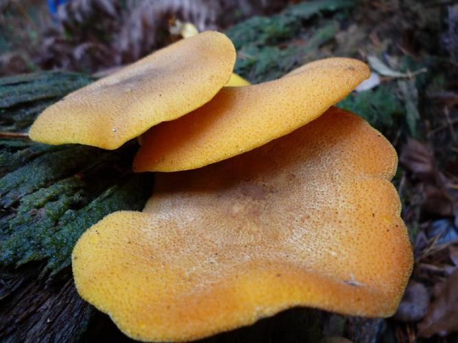 Tricholomopsis decora © Abbaye de la Trappe