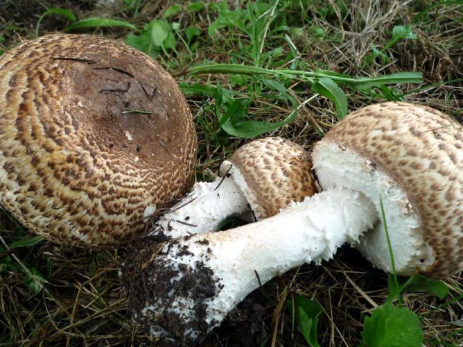 Agaric impérial (Agaricus augustus) © Abbaye de la Trappe