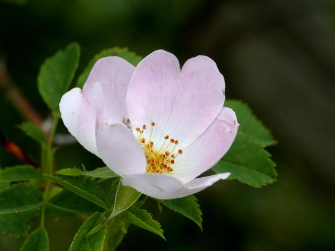 Rosier des chiens (Rosa canina) © Morvan Debroize