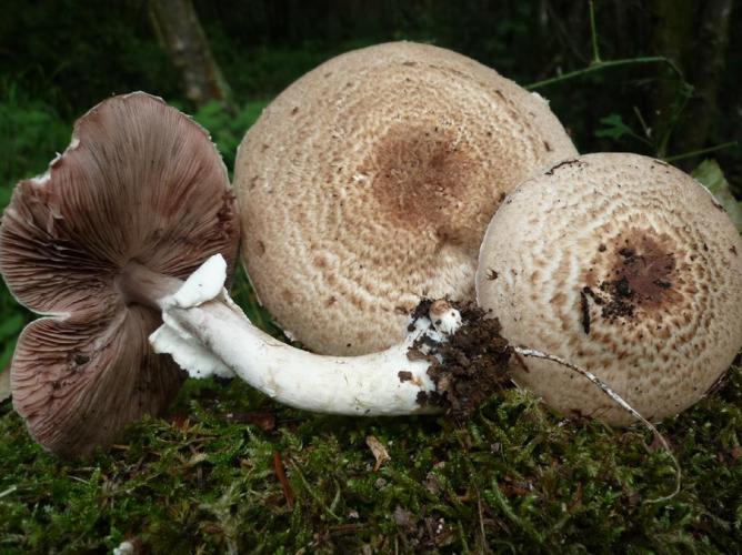 Psalliote radicante (Agaricus bresadolanus) © Abbaye de la Trappe