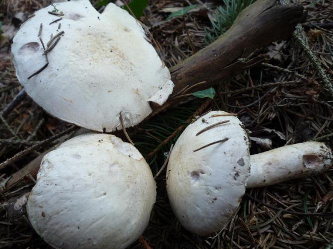 Agaric de printemps (Agaricus heimii) © Abbaye de la Trappe