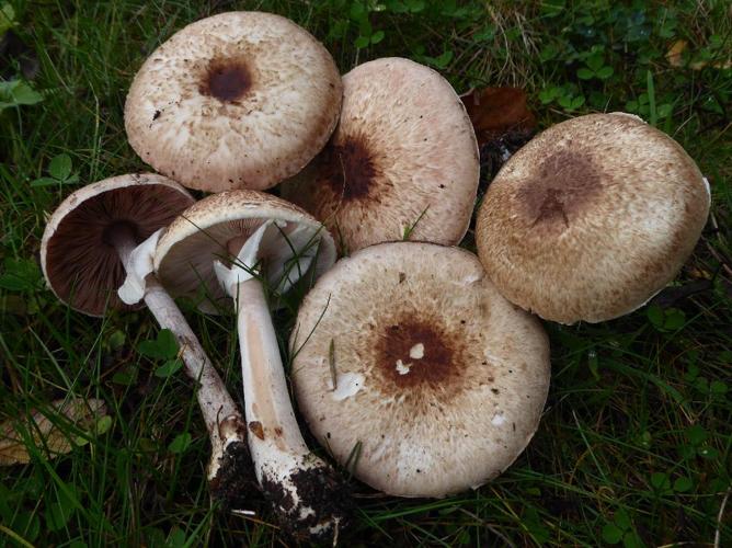 Agaricus impudicus © Abbaye de la Trappe