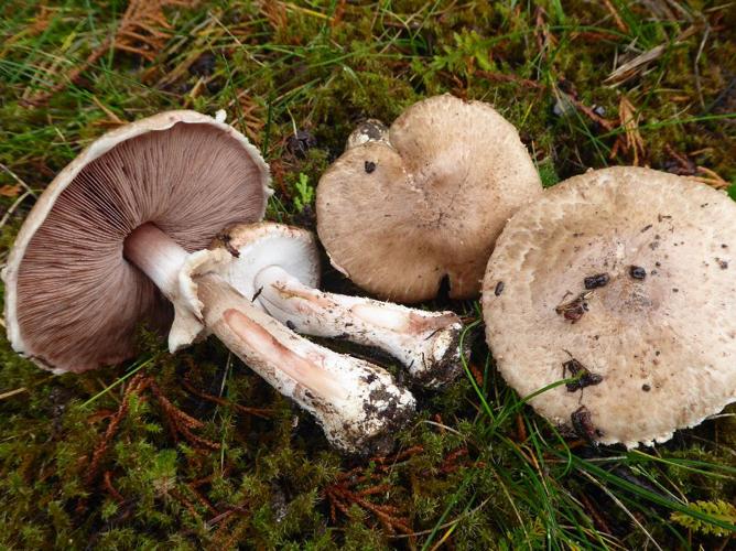 Psalliote des bois (Agaricus sylvaticus) © Abbaye de la Trappe