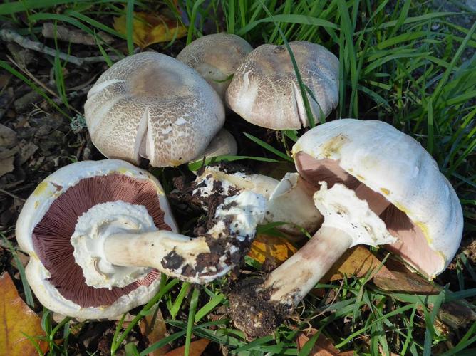 Agaric (psalliote) jaunissant (Agaricus xanthodermus) © Abbaye de la Trappe