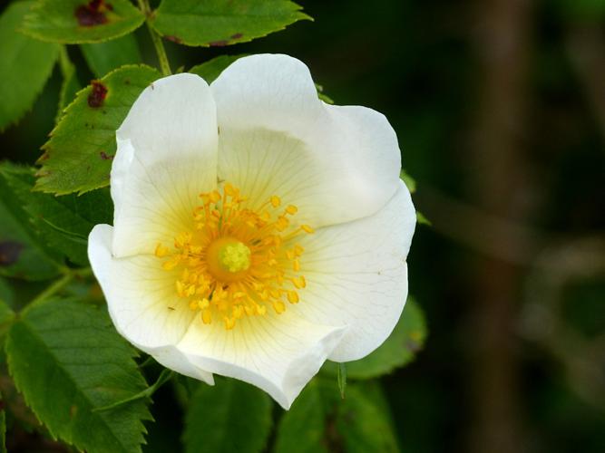 Rosier des champs (Rosa arvensis) © Morvan Debroize