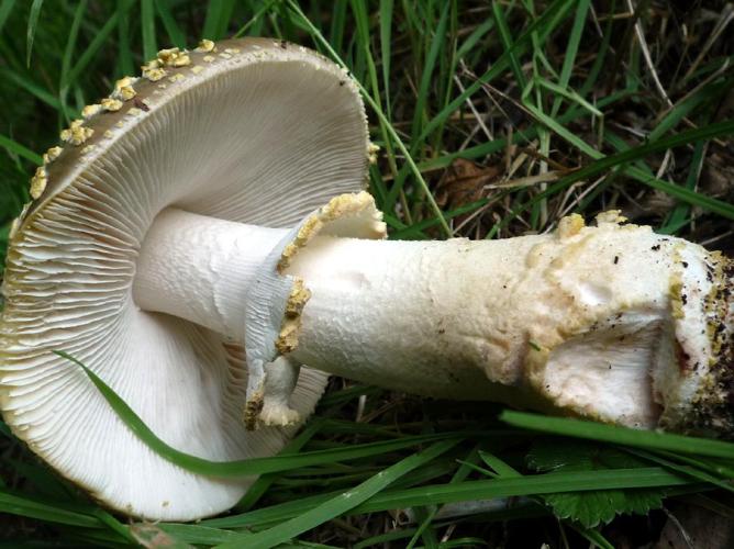 Amanite à voile jaune (Amanita franchetii) © Abbaye de la Trappe