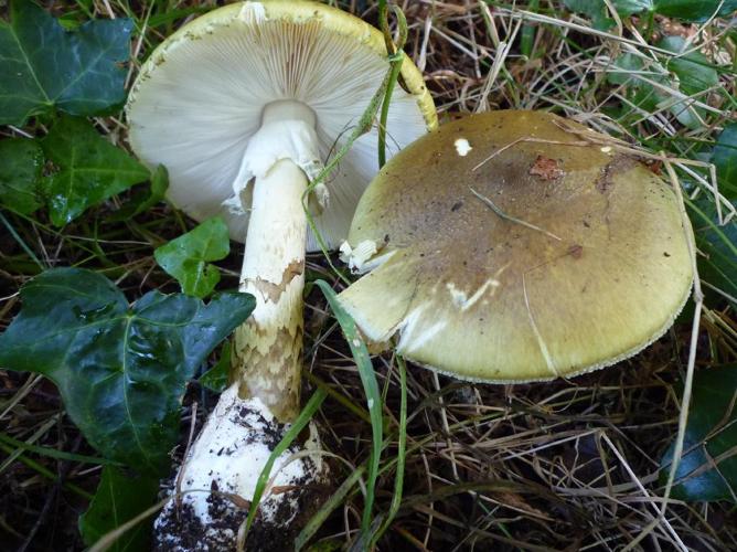 Amanite phalloïde (Amanita phalloides) © Abbaye de la Trappe