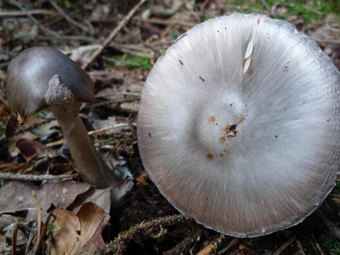 Amanite porphyre (Amanita porphyria) © Abbaye de la Trappe