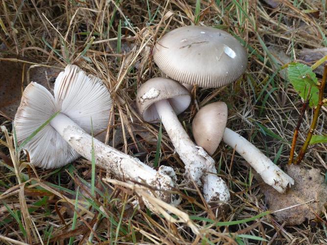 Amanita simulans © Abbaye de la Trappe