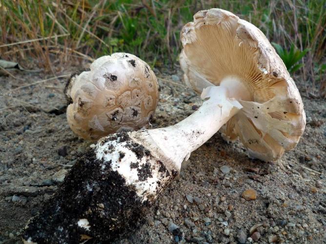 Amanite solitaire (Amanita strobiliformis) © Abbaye de la Trappe