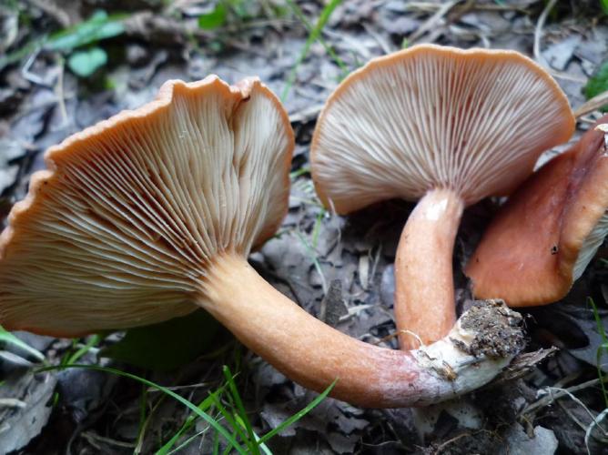 Lactaire des bourbiers (Lactarius lacunarum) © Abbaye de la Trappe