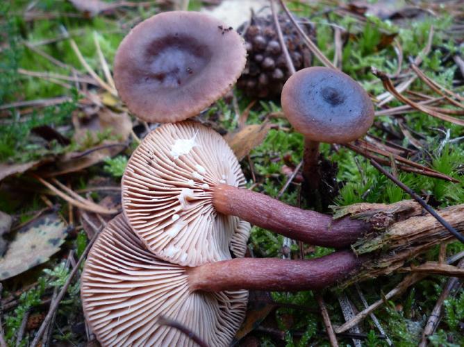 Lactaire hépatique (Lactarius hepaticus) © Abbaye de la Trappe