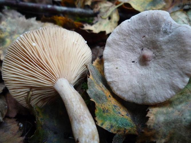 Lactaire à odeur de noix de coco (Lactarius glyciosmus) © Abbaye de la Trappe