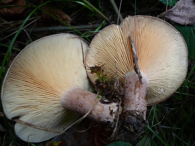 Lactaire cireux (Lactarius hysginus) © Abbaye de la Trappe