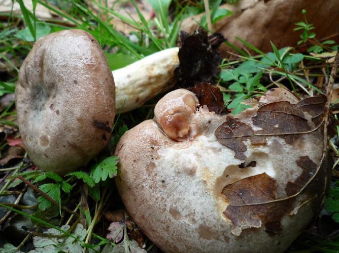 Lactaire blafard (Lactarius luridus) © Abbaye de la Trappe