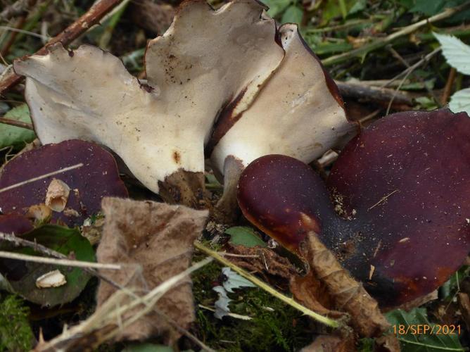 Polypore bai (Polyporus picipes) © Abbaye de la Trappe