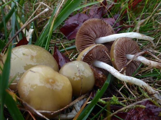 Stropharia pseudocyanea © Abbaye de la Trappe