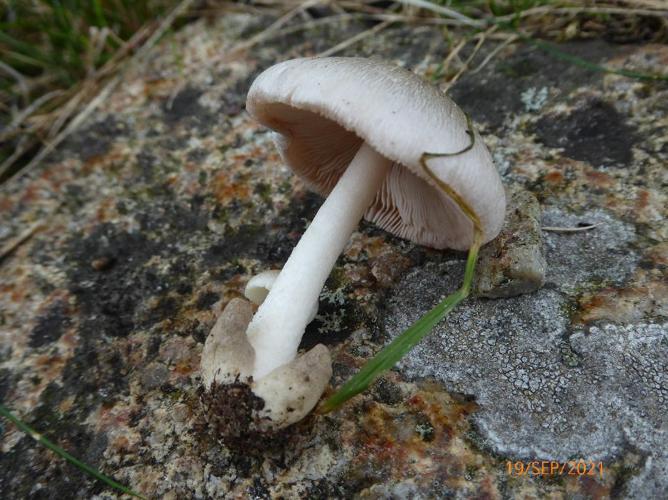 Volvariella murinella © Abbaye de la Trappe