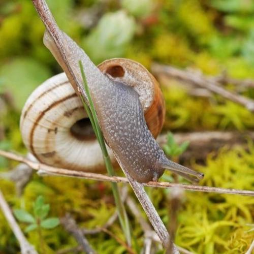 Hélicelle trompette (Helicella itala itala) © O. Gargominy