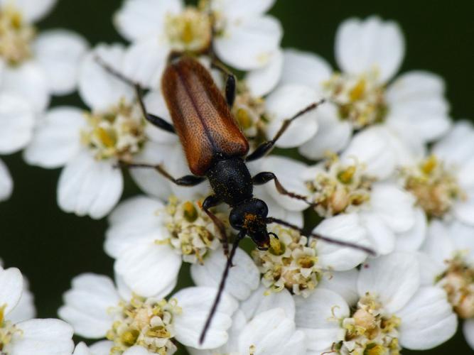 Lepture havane (Pseudovadonia livida) © Morvan Debroize