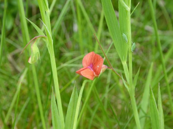 Gesse sphérique (Lathyrus sphaericus) © Abbaye de la Trappe