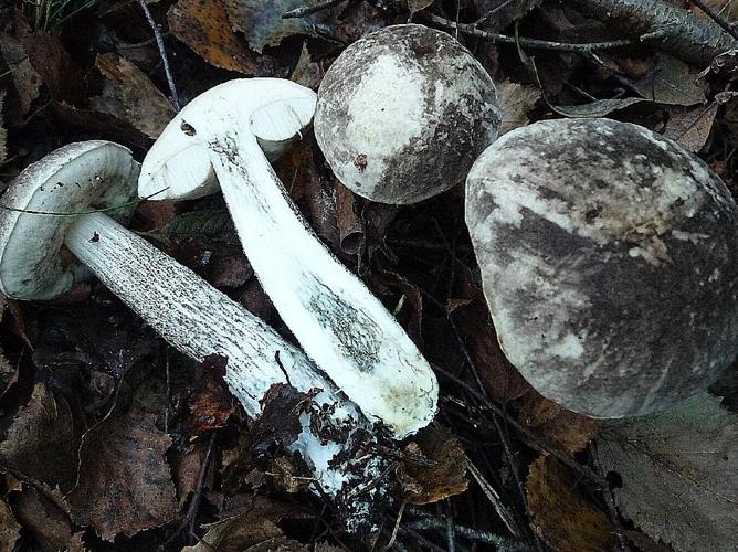 Ramoneur (Le) (Leccinum variicolor) © Abbaye de la Trappe