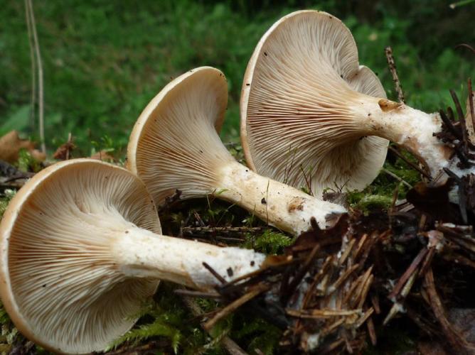 Clitocybe inversé (Lepista inversa) © Abbaye de la Trappe