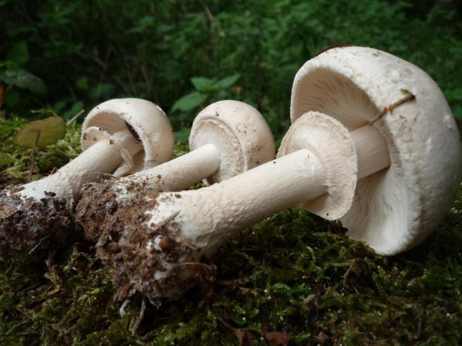 Limacelle tachée (Limacellopsis guttata) © Abbaye de la Trappe