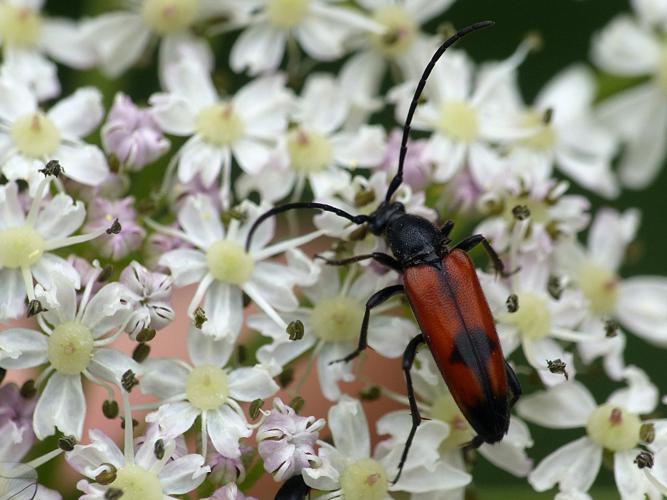 Lepture de pique (Stenurella bifasciata) © Morvan Debroize