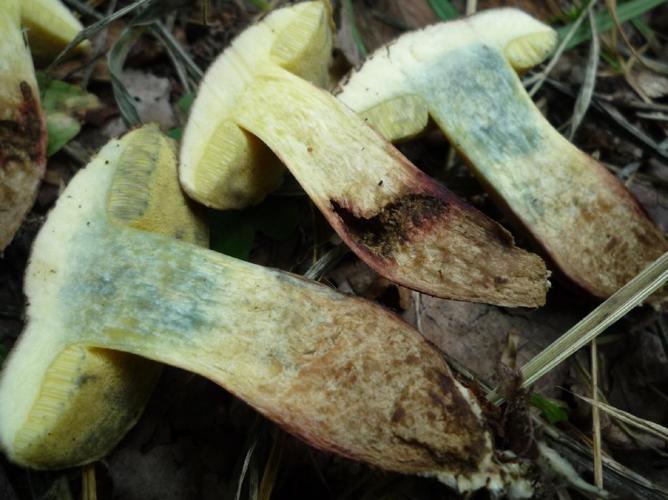 Bolet fissuré (Xerocomellus porosporus) © Abbaye de la Trappe