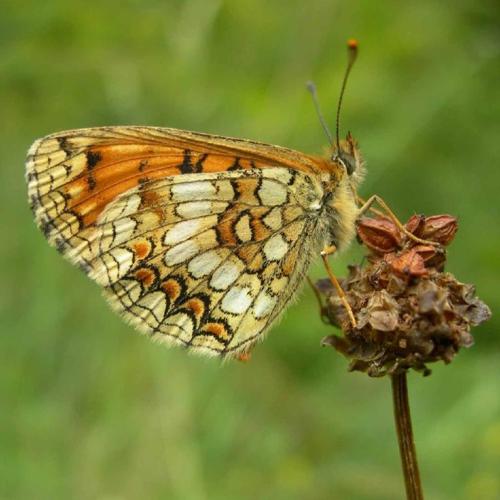 Mélitée de la Lancéole (La) (Melitaea parthenoides) © P. Gourdain