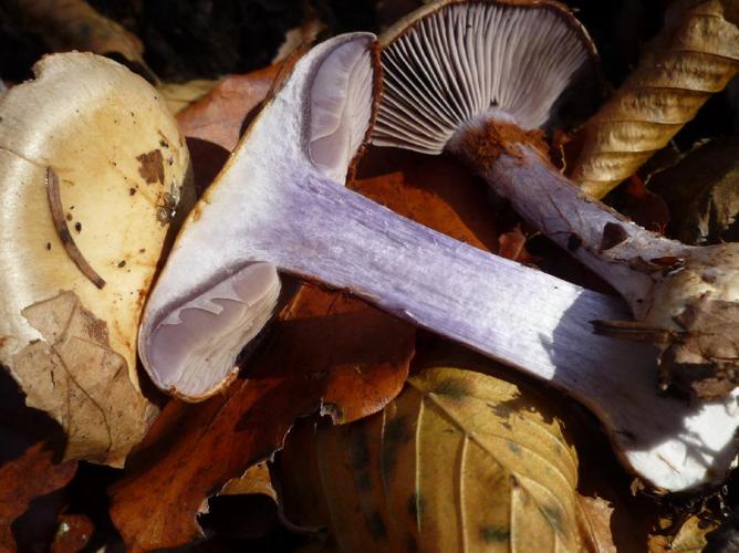 Cortinarius amoenolens © Abbaye de la Trappe