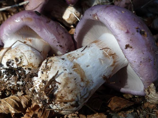 Cortinarius balteatus © Abbaye de la Trappe