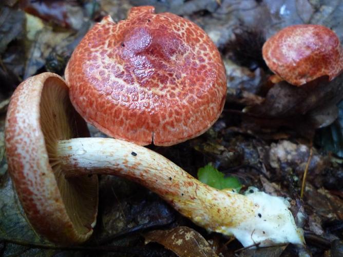 Cortinaire teint en rouge (Cortinarius bolaris) © Abbaye de la Trappe