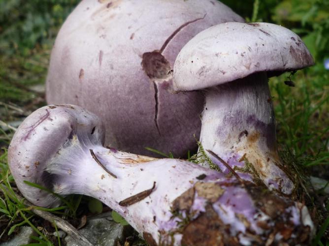 Cortinarius camphoratus © Abbaye de la Trappe