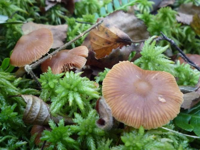 Cortinarius sterilobtusus © Abbaye de la Trappe