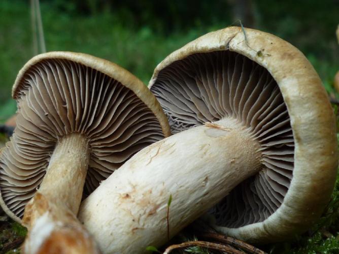 Cortinarius subtortus © Abbaye de la Trappe