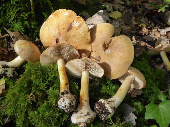 Cortinarius talus © Abbaye de la Trappe