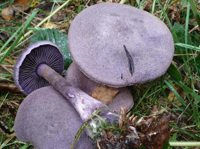 Cortinarius violaceus © Abbaye de la Trappe