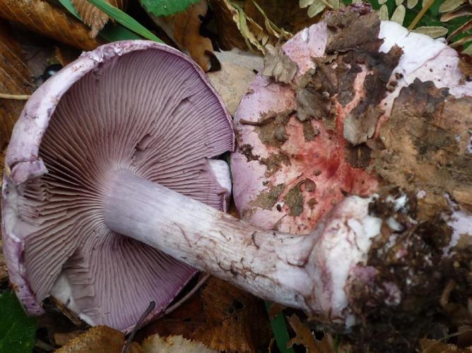 Cortinarius rufoolivaceus © Abbaye de la Trappe