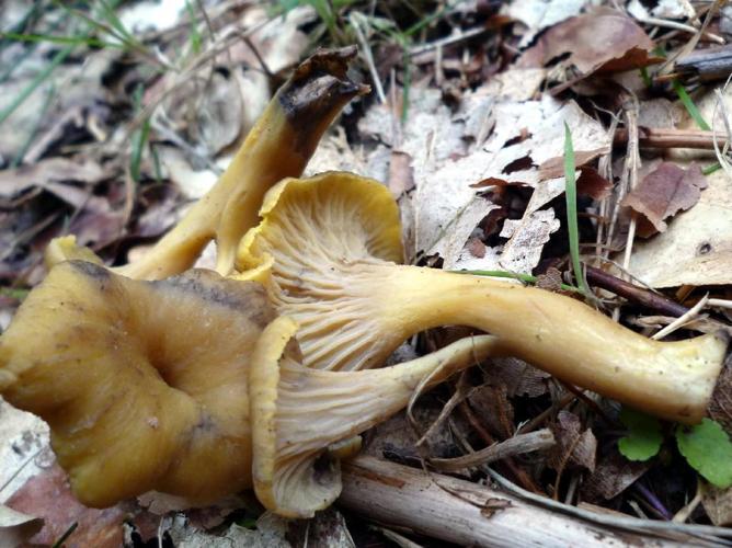 Chanterelle noircissante (Craterellus melanoxeros) © Abbaye de la Trappe