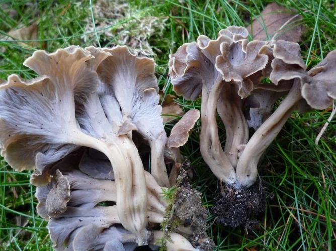 Chanterelle sinueuse (Craterellus sinuosus) © Abbaye de la Trappe