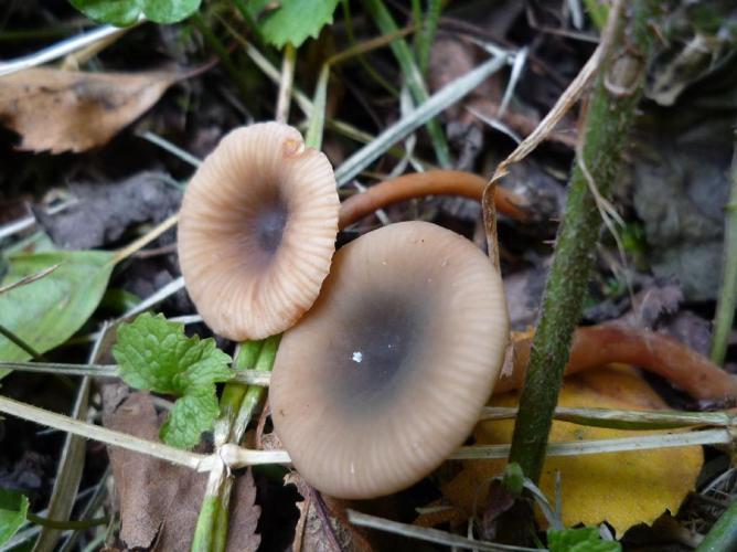 Lactaire olivâtre (Lactarius obscuratus) © Abbaye de la Trappe