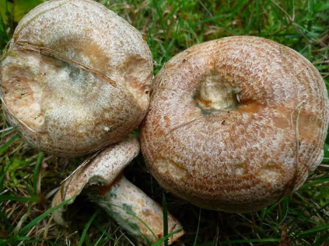 Lactaire orangé gris (Lactarius quieticolor) © Abbaye de la Trappe