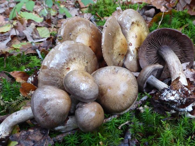 Cortinarius infractus © Abbaye de la Trappe