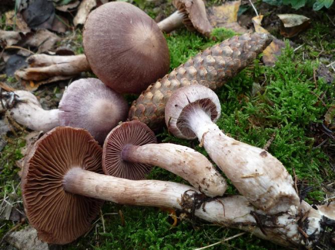 Cortinarius malachius © Abbaye de la Trappe