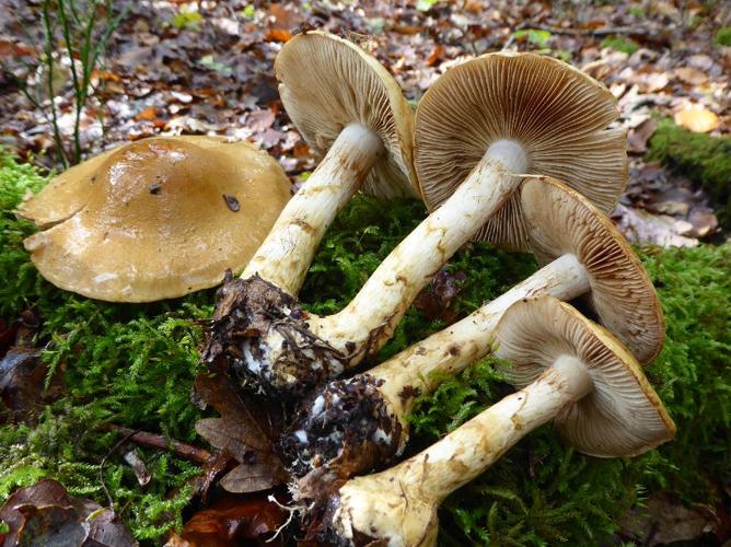 Cortinarius olidus © Abbaye de la Trappe