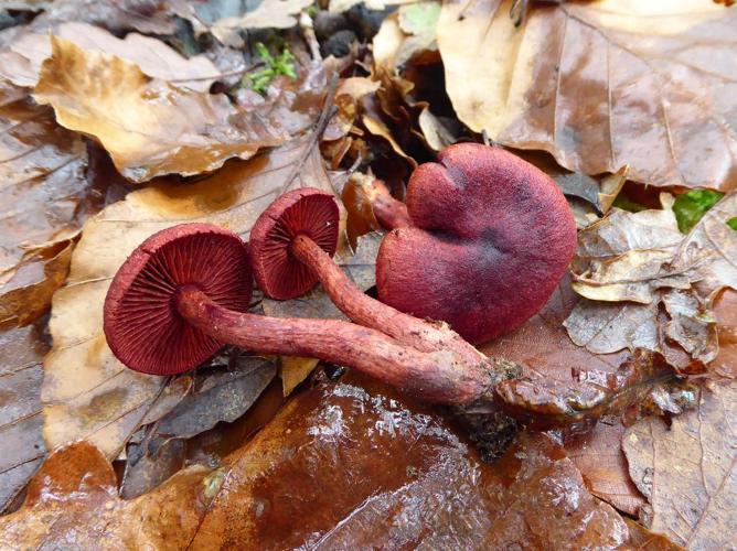 Cortinarius puniceus © Abbaye de la Trappe