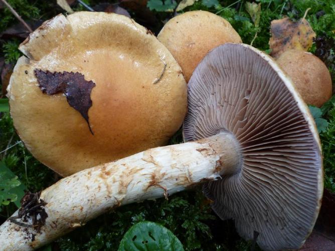 Cortinaire triomphant (Cortinarius triumphans) © Abbaye de la Trappe